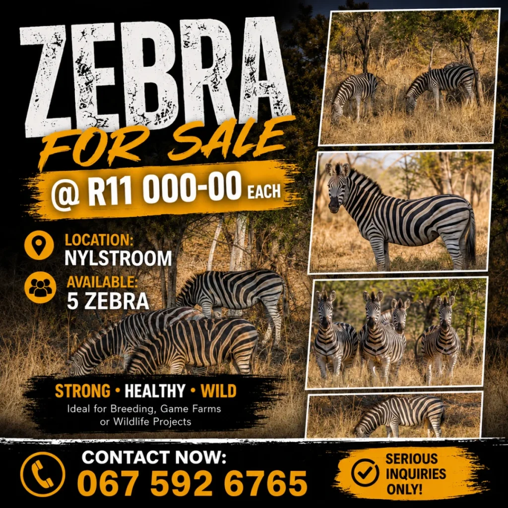 Facebook social media design for African Footprint Add 11