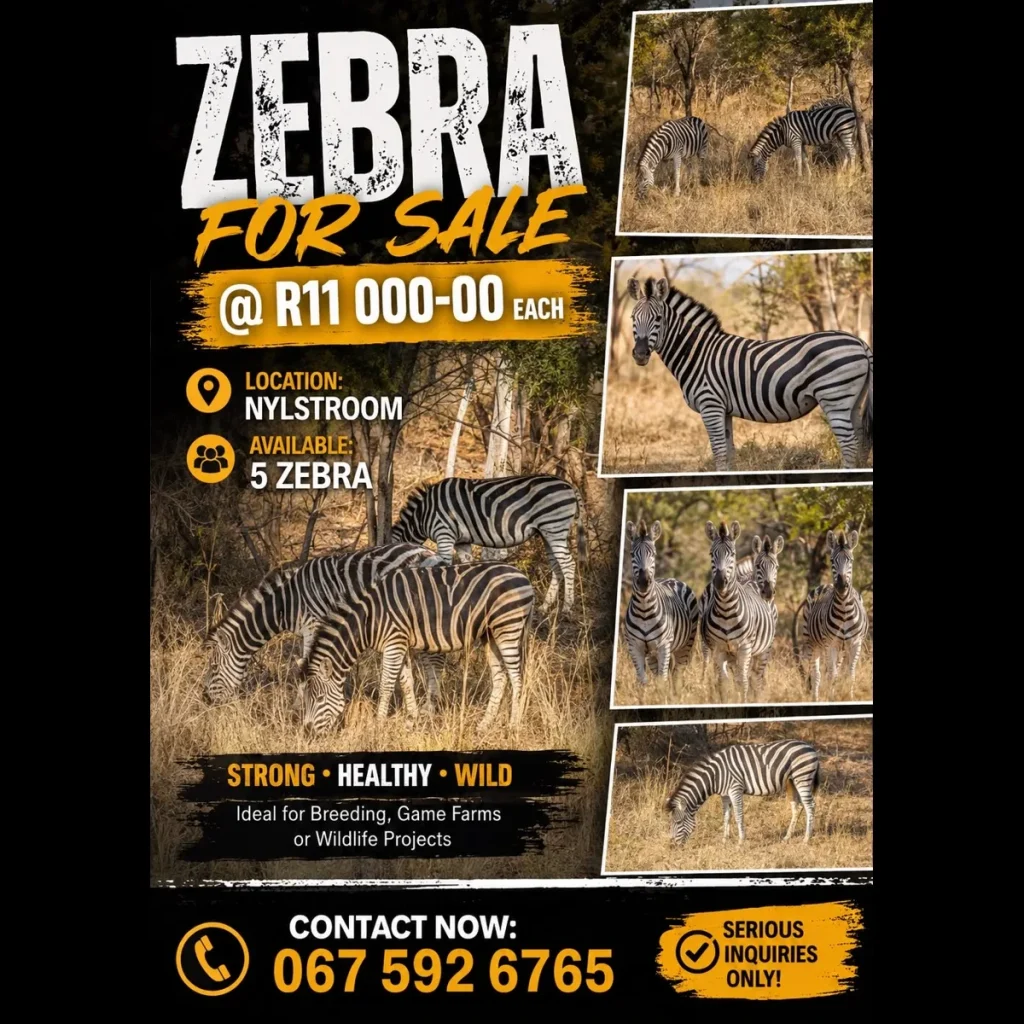 Facebook social media design for Facebook social media design for African Footprint Add 1